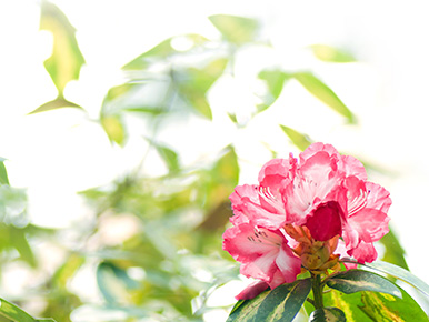 西洋シャクナゲイメージ